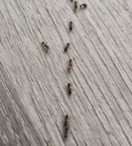 Insectenbestrijding in en rond het huis